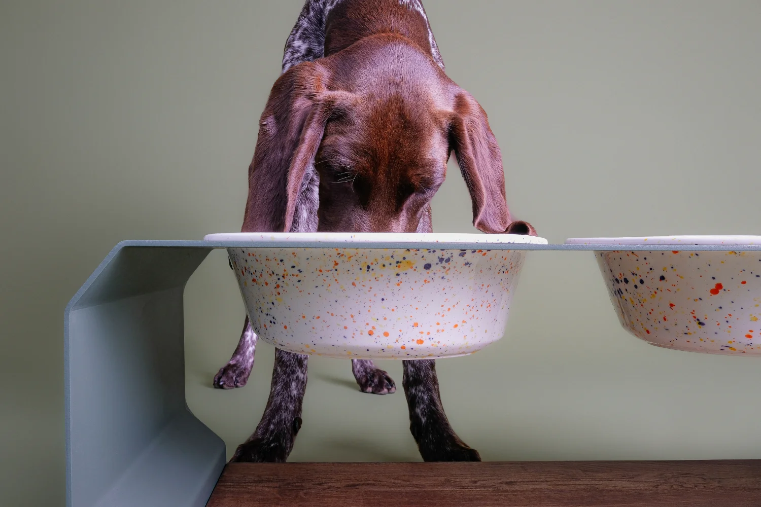 Hund-Deutsch-Kurzhaar-frisst-aus-einem-TierischEdel-Keramiknapf-in-erhoeheter-Futterstation-aus-Holz-und-Aluminium