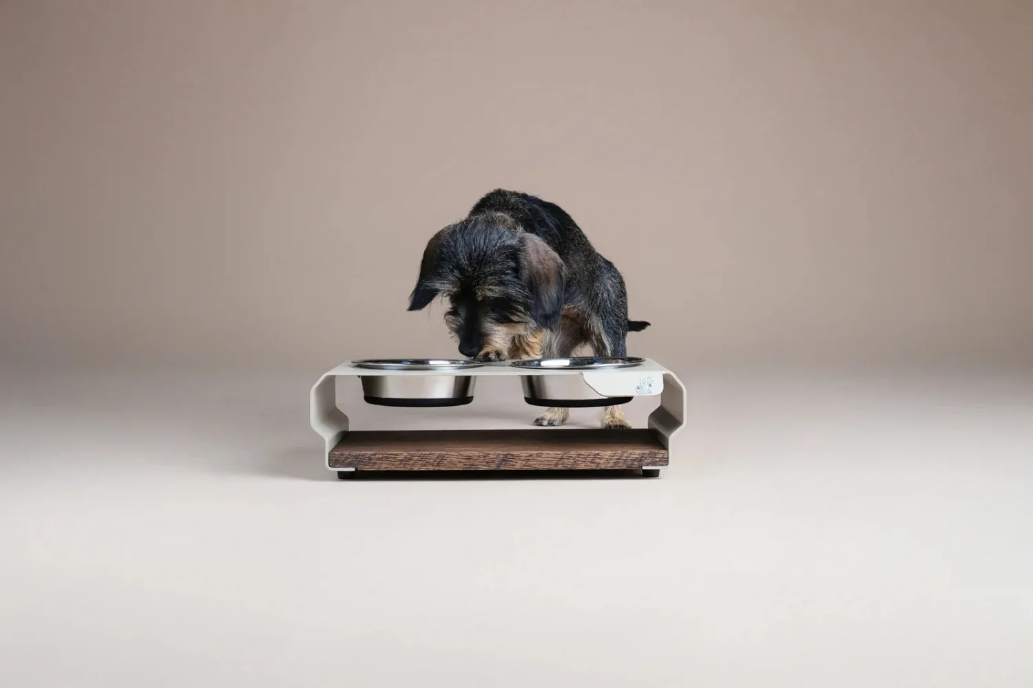 Kleiner-Hund-Dackel-frisst-aus-erhoeheter-Futterstation-mit-Edelstahlnapfen-von-TierischEdel-Design-aus-Eichenholz-und-Aluminium-Made-in-Germany
