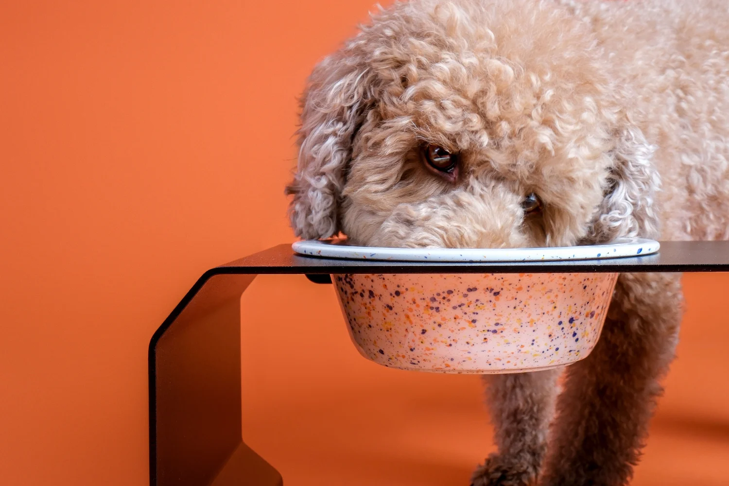 Kleiner-Pudel-frisst-aus-einem-handgefertigten-TierischEdel-Keramiknapf-im-Sprenkel-Design-vor-orangem-Hintergrund