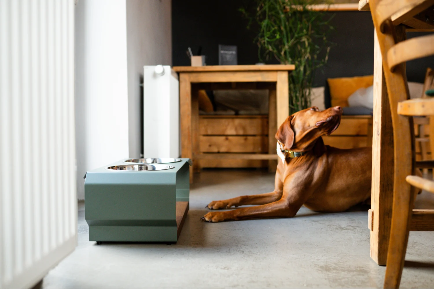 Magyar-Vizsla-Hund-nutzt-eine-edle-Futterstation-im-Alltag-Tier-und-Design-vereint-in-einem-modernen-und-funktionalen-Produkt-von-TierischEdel