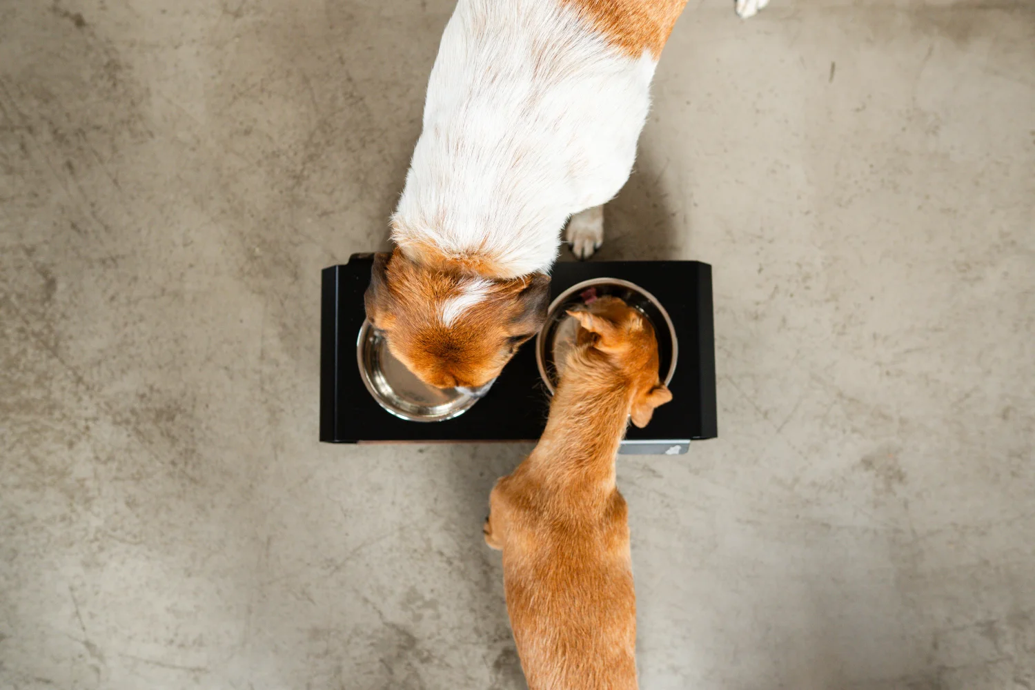 Zwei-Hunde-fressen-gemeinsam-aus-einer-schwarzen-TierischEdel-Futterstation-mit-Edelstahlnaepfen-und-Holzauflage-modernes-und-funktionales-Design-fuer-Hunde